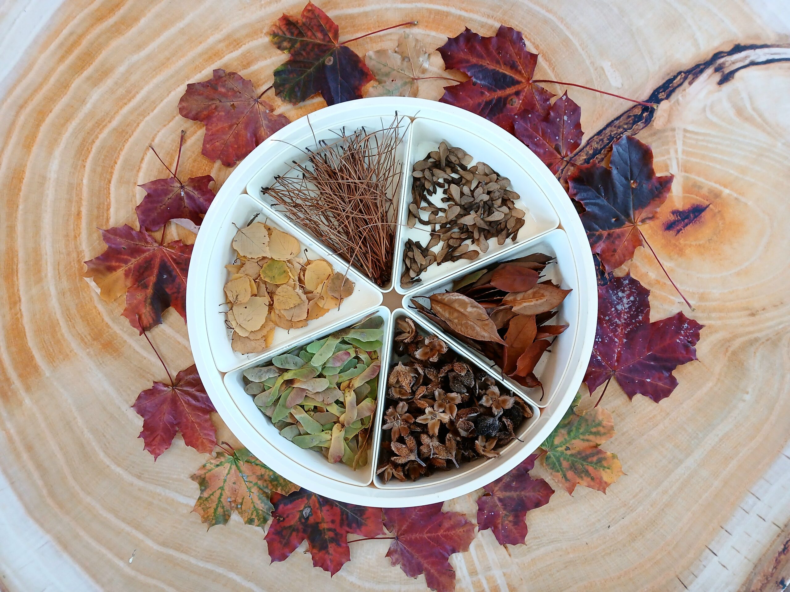 A selection of autumn leaves and seeds are laid out on a tabletop that resembles the rings of a tree.
