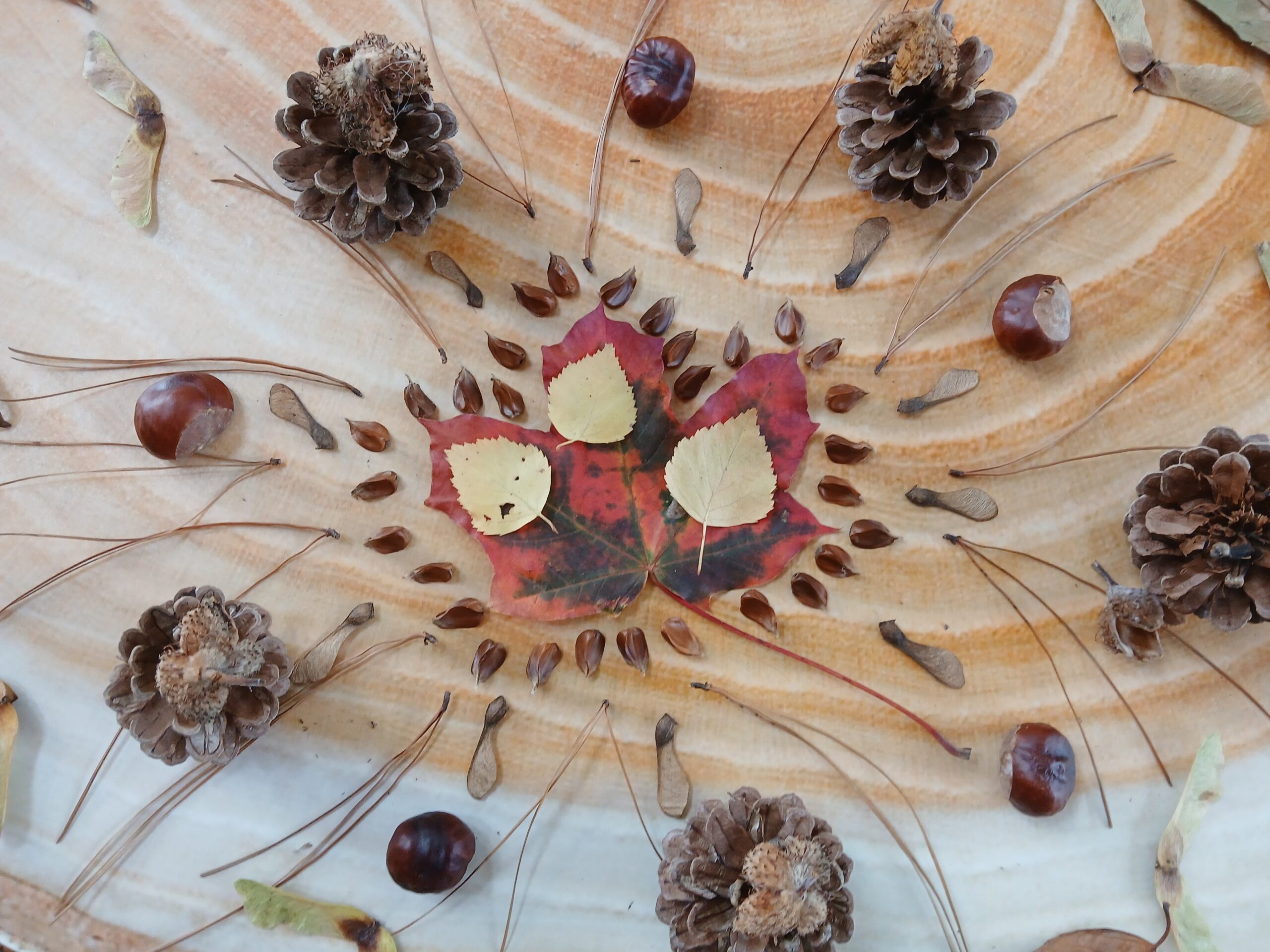 A selection of autumn leaves and seeds are laid out on a tabletop that resembles the rings of a tree. These have been arranged into a pattern.