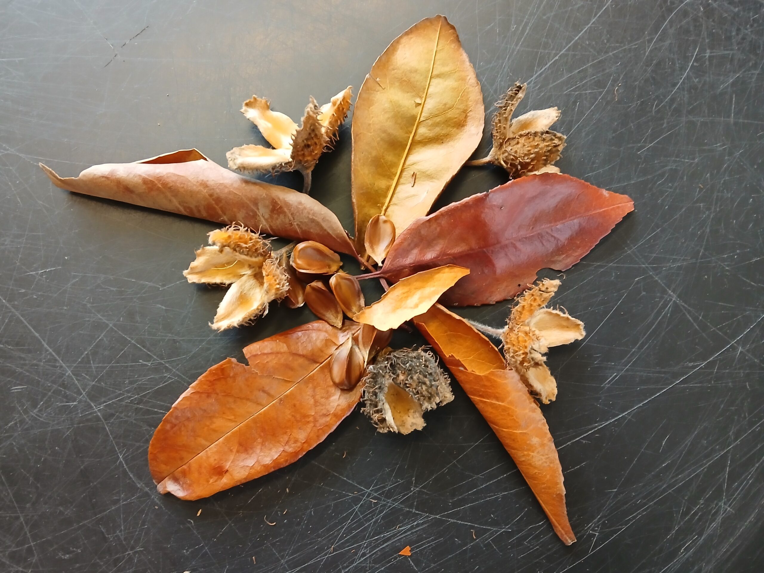 A selection of autumn leaves and seeds are laid out on a black background, making a shape similar to a star.